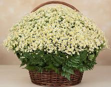 Цветочная композиция из Ромашки в корзине #REPLACE_PRED# Верхний Баскунчак